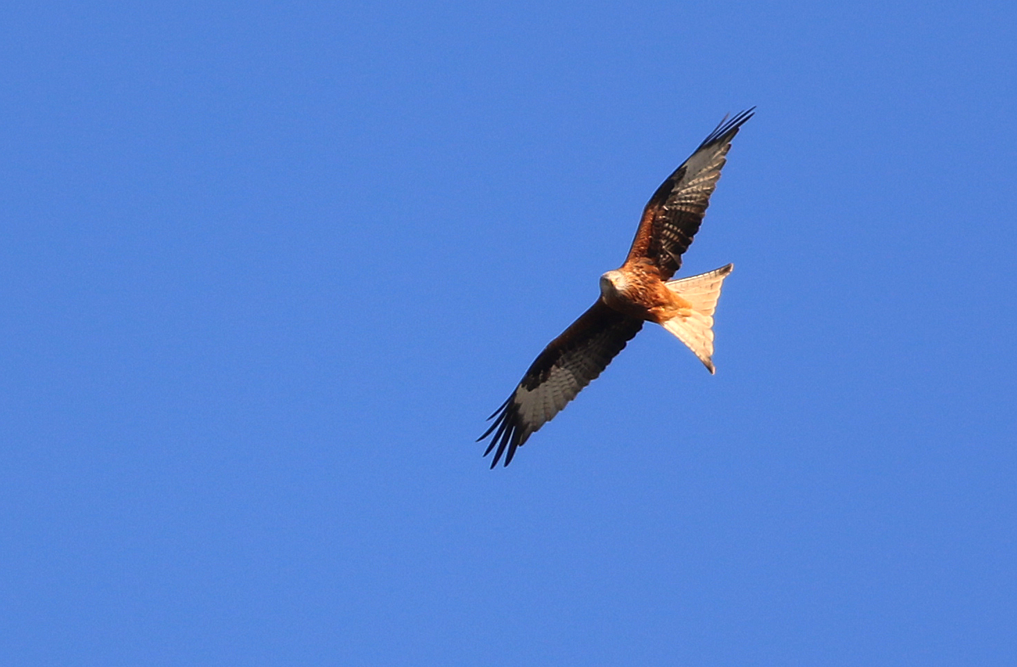 Red Kite — Ana fotoğraf